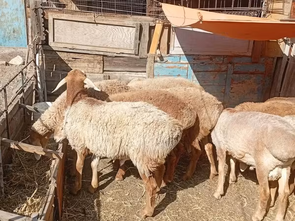 Баран, Rhon sheep
