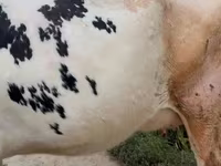 Lembu betina, Russian Black pied cattle — foto 2