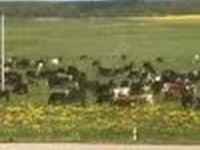 Ko, Holstein-race — foto 3
