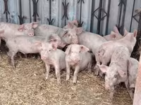 Sow — photo 2