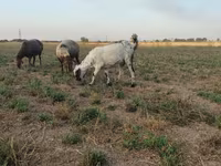 بز ماده, بز — عکس 2