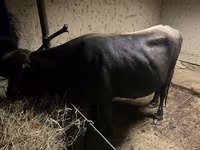 Lembu betina, Swiss cattle — foto 4