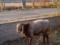 قوچ, Arashan sheep — عکس 2