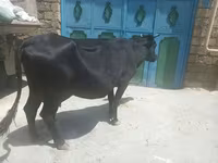 Үнээ, Үхэр мал — 3 зураг