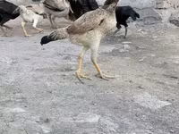 Chickens — تصویر 2