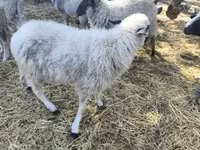 میش, Dorper sheep — عکس 2