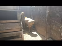 Κριός, Arashan sheep — φωτογραφία 7