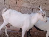 Koza, Saanen goat — foto 2