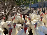 Turkeys — photo 3