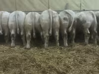 Dibi, Simmental cattle — sawirka 5