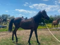 Hingst, Hucul pony — foto 3