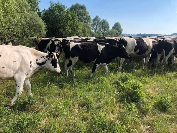 Cow, Russian Black pied cattle