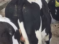 گاو نر, Russian Black pied cattle — عکس 2