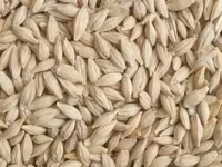 Продаю ячмень в любом количестве доставка будет — புகைப்படம் 1