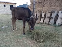 Mucca, Swiss cattle — foto 3