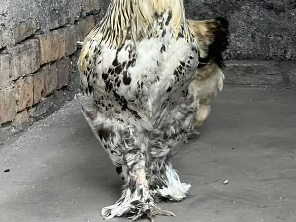 Brahma — Kyrgyzstan