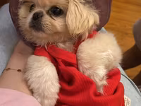Reyal alıyıcıya endirim olunacaq Golden Pekinisdi üstündə daşıma — عکس 3