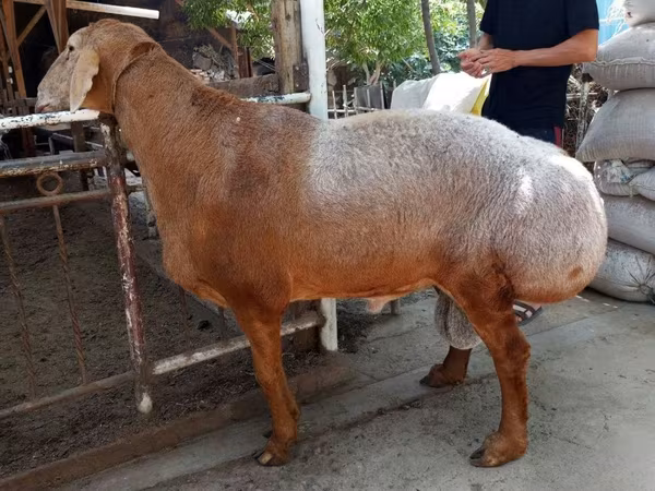 قوچ, گوسفند
