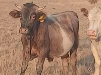 Touro, Swiss cattle — foto 4