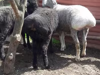 قوچ, Rhon sheep — عکس 1