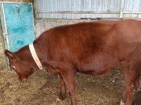 Bou, Bovine — foto 1