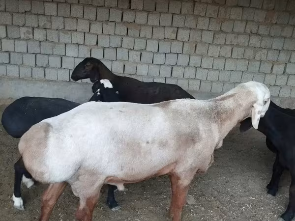 قوچ, Edilbay sheep
