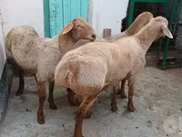 Domba jantan, Sheep — foto 5