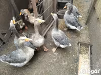 Geese — Foto 1