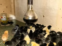 Chickens — zdjęcie 3