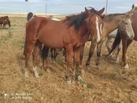 ፈረስ, Horses — ፎቶ 1