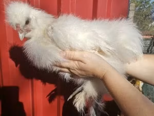 Silkie