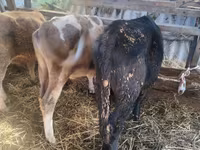 গাভী, Simmental cattle — ছবি 5