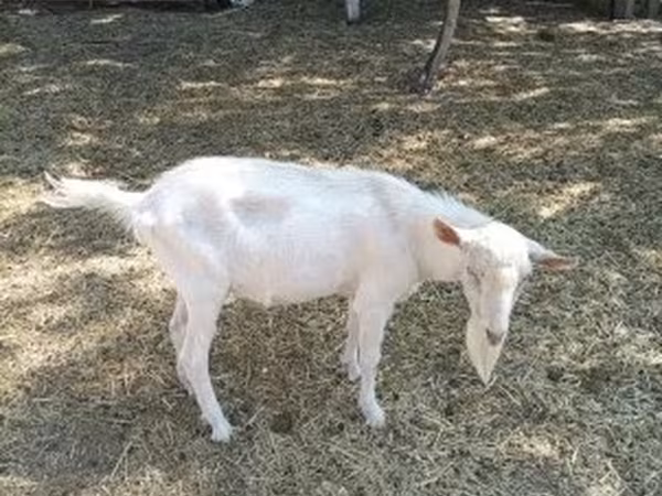 بز نر, Saanen goat