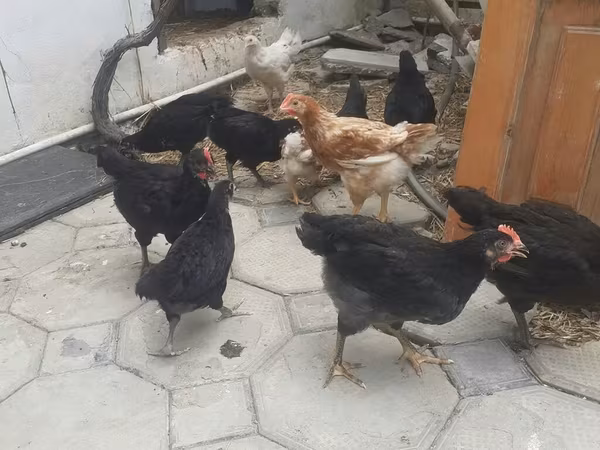 Chickens