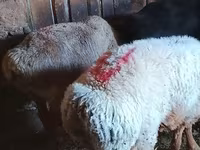 Kambing betina, Sheep — foto 2