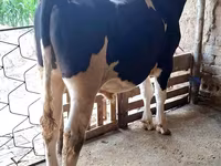 گاو نر, Simmental cattle — عکس 3