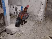 اسب نر, اسب — عکس 3
