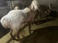 Ovan, Arashan sheep — fotografija 5