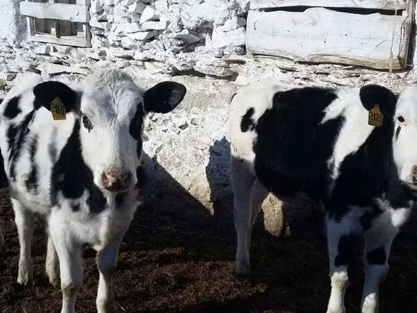 گاو ماده, Russian Black pied cattle
