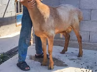 แกะตัวผู้, Arashan sheep — รูปภาพ 3