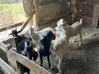 Taka, Beetal goats — 3-rasm