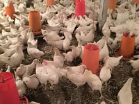 Chickens — foto 5