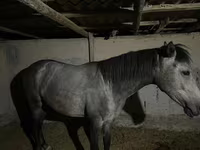 Cavalla, Thoroughbred horse — foto 3