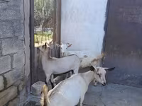 بز ماده, Saanen goat — عکس 2