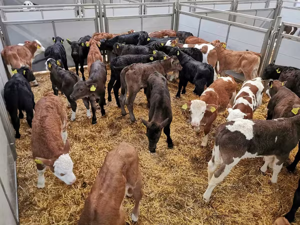 Lembu jantan, Holstein breed