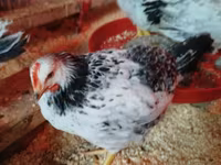 Chickens — акс 2