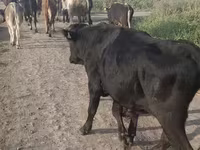 Bou, Bovine — foto 2