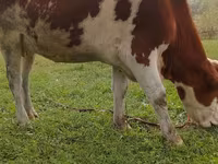 Krava, Simmental cattle — foto 2