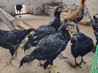 Chickens — รูปภาพ 1