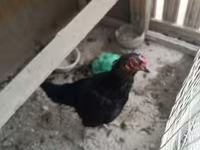 Chickens — عکس 3